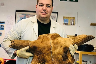 Phát hiện hoá thạch trâu khổng lồ tiền sử niên đại 150.000 năm