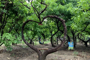 500 cây vô ưu lạ mắt trong vườn "cõi Phật" đoạt kỷ lục Guinness Việt Nam