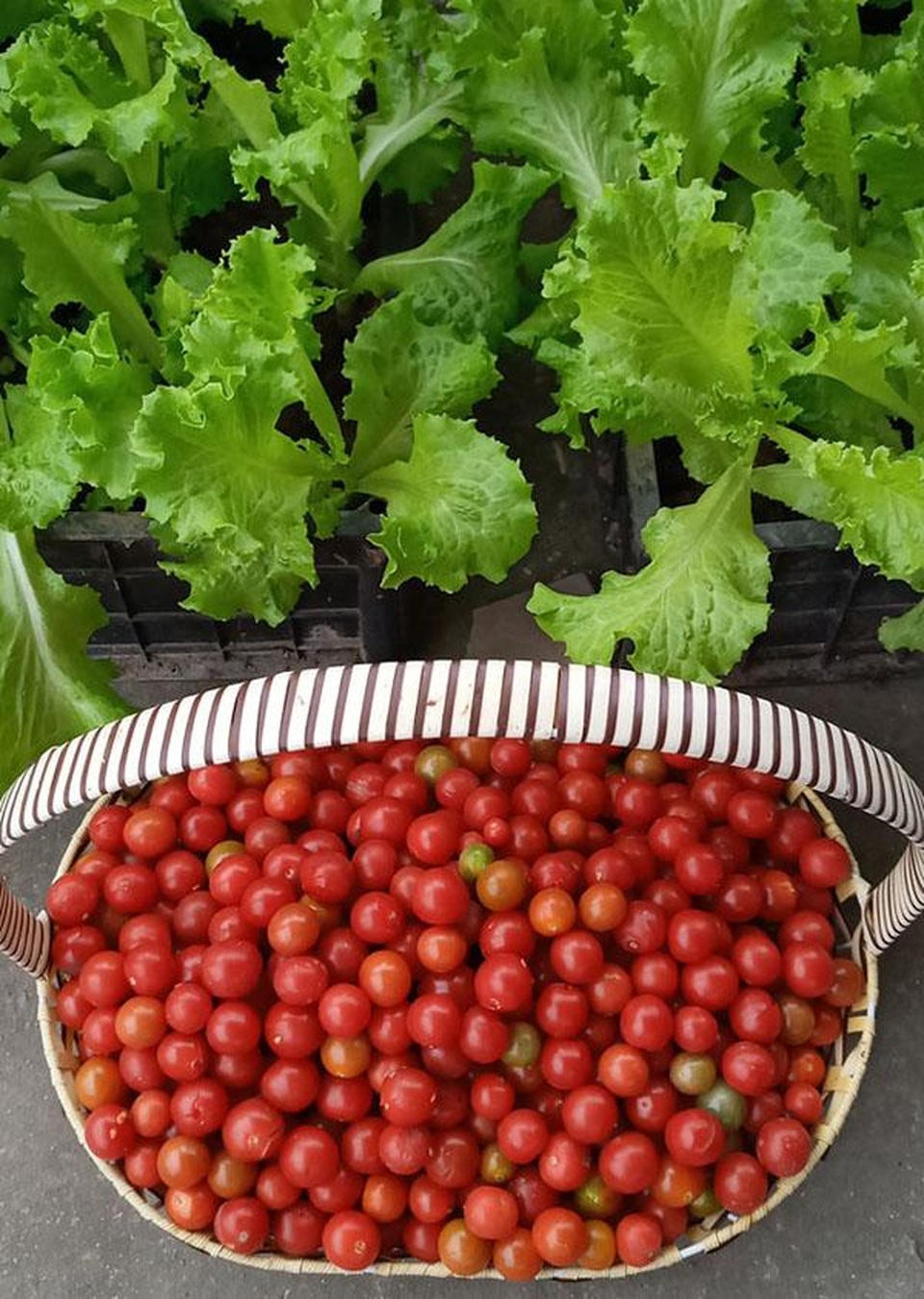 Quả trĩu cành, hoa bốn mùa trên sân thượng của người phụ nữ tại Hải Phòng - 6 Quả trĩu cành, hoa bốn mùa trên sân thượng của người phụ nữ tại Hải Phòng - 6