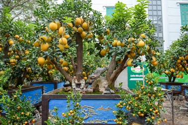 Bưởi cảnh giá chục triệu xuống phố đón Tết sớm