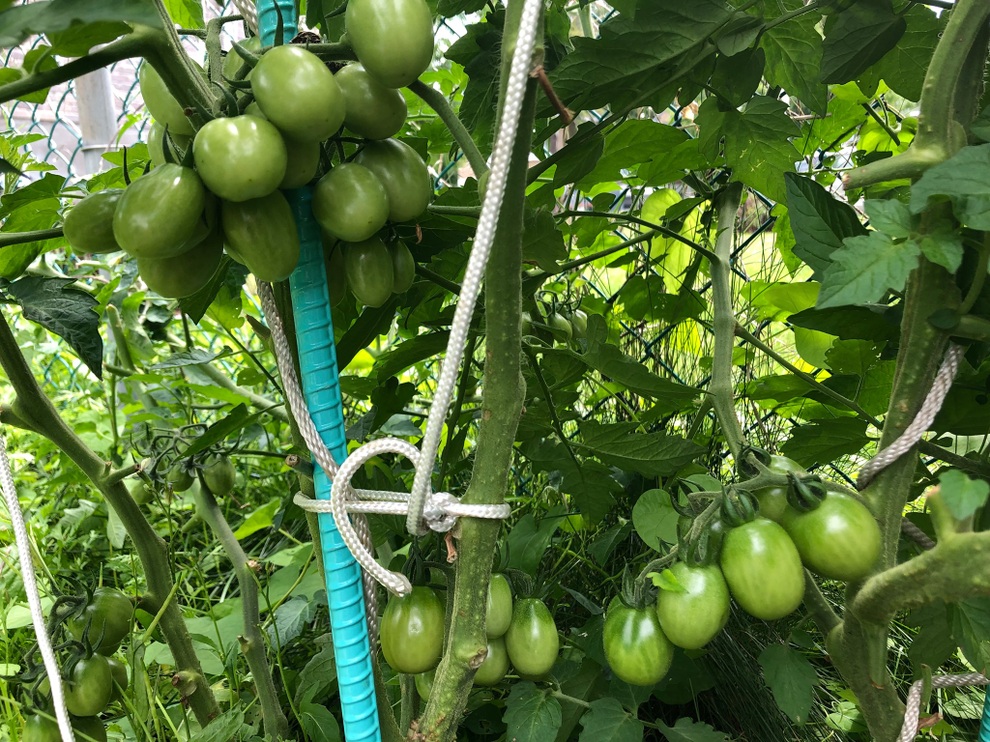 Vườn 600m2 yên bình, bội thu bầu, mướp của gia đình Việt Nam ở Canada - 9 Vườn 600m2 yên bình, bội thu bầu, mướp của gia đình Việt Nam ở Canada - 9