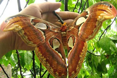 Bướm khổng lồ xuất hiện nhiều tại Sóc Trăng