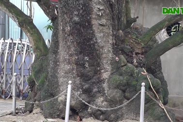 Chiêm ngưỡng cây bàng cổ thụ hàng trăm năm tuổi