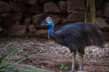 Tiết lộ về bộ lông đặc biệt của loài chim nguy hiểm nhất thế giới