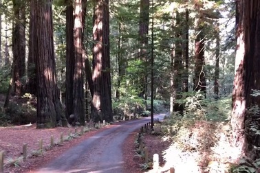 Cây "đèn chùm" trong công viên ở Mỹ