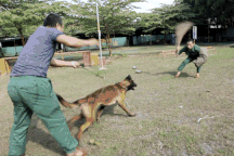 10 năm làm nghề huấn luyện chó dữ, "nếm" đủ những cú táp chí mạng