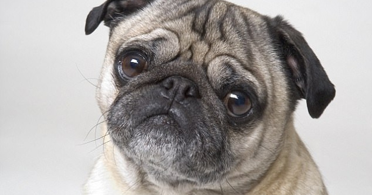 Tại sao chó pug và chó bull lại có khuôn mặt dẹt? | Báo Dân trí