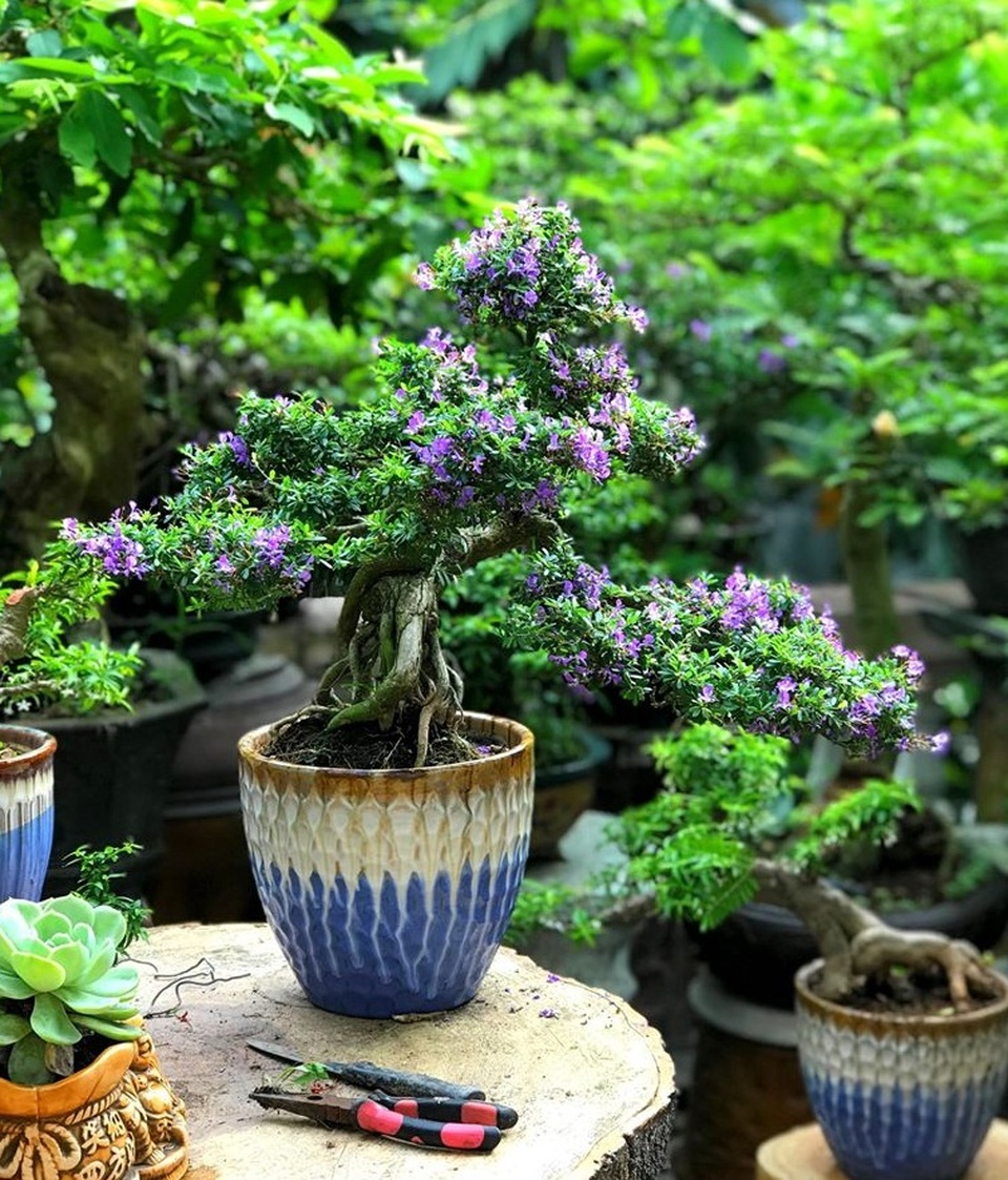 Vườn bonsai ngược trăm triệu đồng trên sân thượng nhà phố ở Quảng Nam - 12 Vườn bonsai ngược trăm triệu đồng trên sân thượng nhà phố ở Quảng Nam - 12