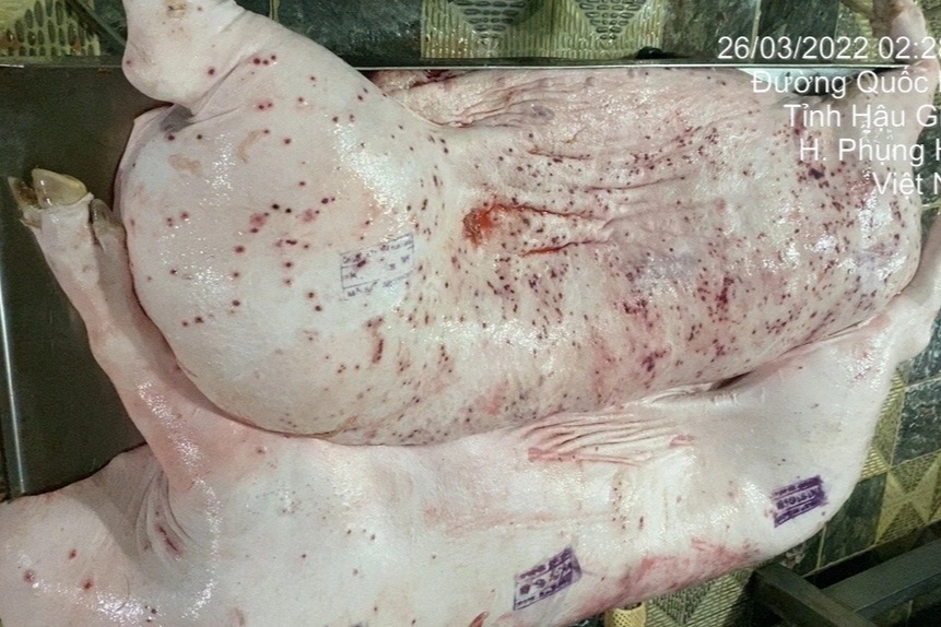 Ăn thịt lợn bệnh: Rước loạt nguy cơ, đun sôi cũng không an toàn - 1