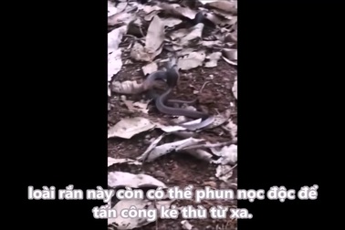 Người dân đụng ổ rắn hổ mèo non mới nở khi đi hái nấm trong rừng