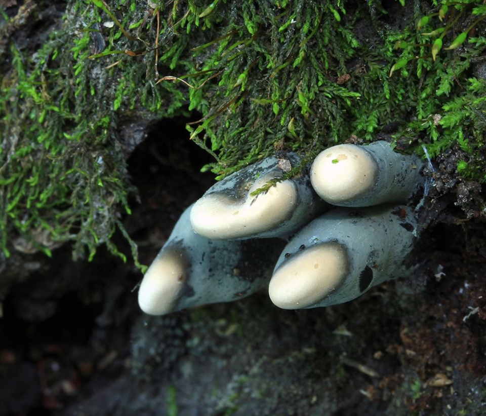 Nấm “bàn tay zombie” khiến nhiều người thoạt nhìn đã khiếp - 4 Nấm “bàn tay zombie” khiến nhiều người thoạt nhìn đã khiếp - 4