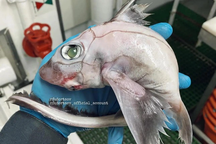 Cá quái thú gây sốt mạng Instagram