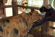 Bò chết do viêm da nổi cục, nông dân được vay 15 triệu đồng không lãi suất