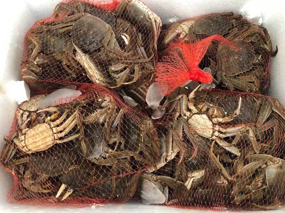 Năm chỉ có một lần, dân giàu đổ về sông Cầu săn đặc sản trời cho - 4 Năm chỉ có một lần, dân giàu đổ về sông Cầu săn đặc sản trời cho - 4