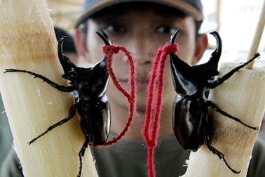 Con xấu xí bé tẹo mà giá hàng chục triệu, dân chơi đổ tiền mua về "cưng chiều"