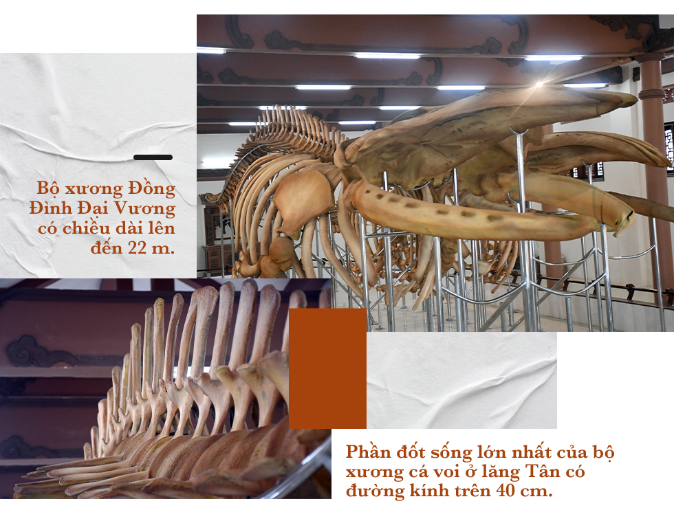 Bí ẩn bộ xương cá voi được lưu giữ cẩn mật suốt trăm năm tại Lý Sơn - 13 Bí ẩn bộ xương cá voi được lưu giữ cẩn mật suốt trăm năm tại Lý Sơn - 13