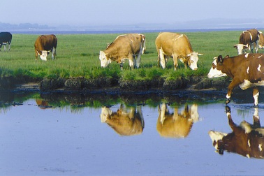 Thực phẩm hữu cơ (Organic) và sức khoẻ của trẻ nhỏ