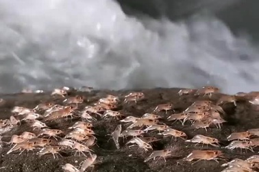 Đàn tôm nối đuôi nhau "diễu hành" lên bờ khi mặt trời lặn