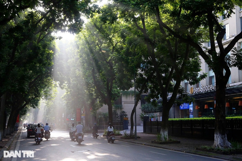 Dịch chuyển, chặt hạ cây xanh: Cần thiết nhưng phải có trách nhiệm - 4
