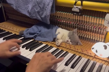 Mèo con thản nhiên nằm ngủ khi chủ đang chơi đàn piano