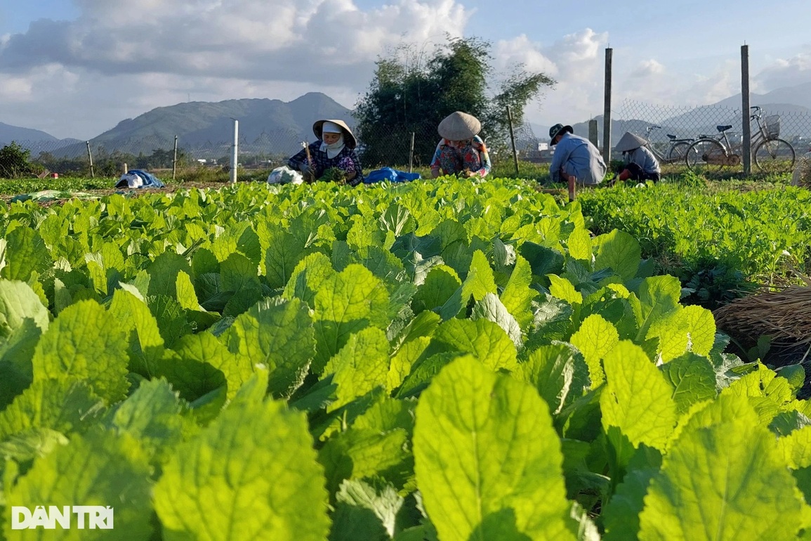 Rau được mùa mất giá, nhà nông buồn nẫu cả ruột - 1 Rau được mùa mất giá, nhà nông buồn nẫu cả ruột - 1