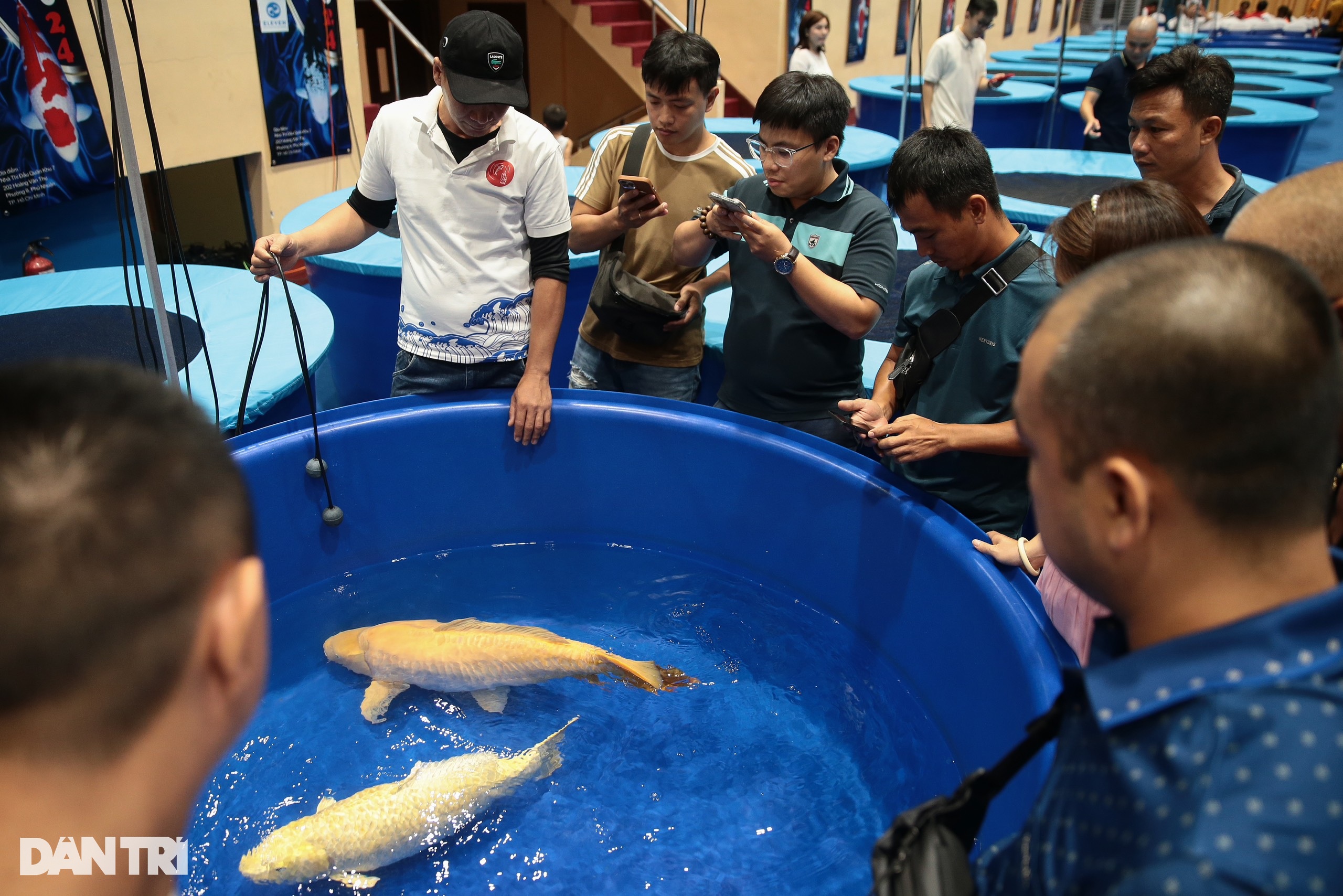 View - Ngắm dàn cá koi tham gia cuộc thi "hoa hậu", có con dài hơn 1m | Báo Dân trí