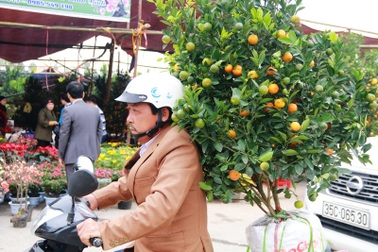 Kiếm tiền triệu nhờ chở quất, đào ngày giáp Tết