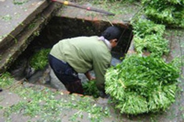 Rửa rau bằng nước cống 