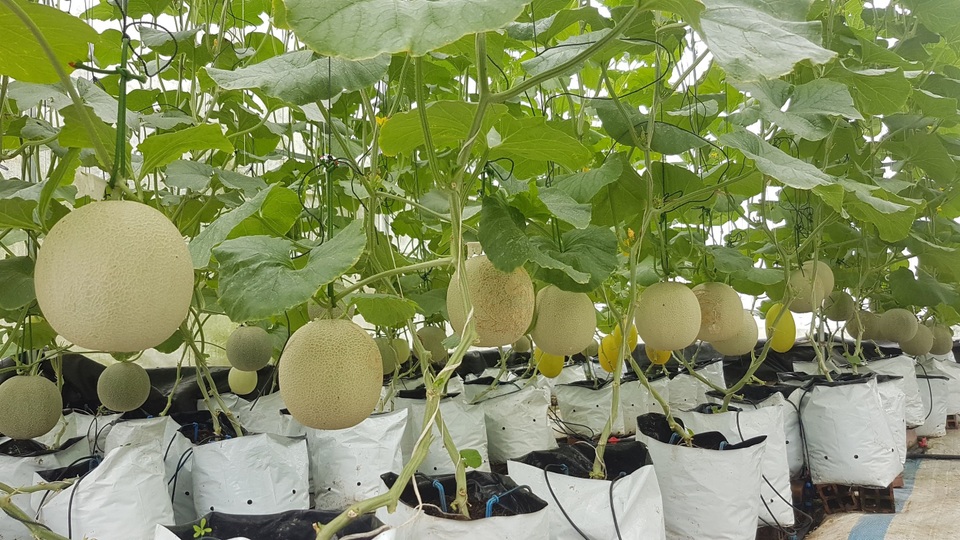 Vườn dưa lưới toàn trái khủng của nữ nhân viên văn phòng ở Kiên Giang - 8