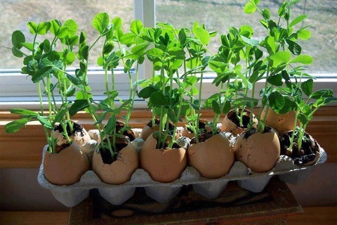 Vườn rau sạch trong ống bơ, chai lọ, lốp xe... đẹp hiếm thấy