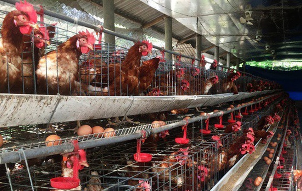 Nguy cơ bùng phát dịch cúm gia cầm khi virus corona đang hoành hành - 2 Nguy cơ bùng phát dịch cúm gia cầm khi virus corona đang hoành hành - 2
