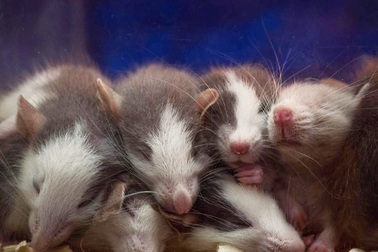 Giảm tỉ lệ sinh sản của chuột nhờ… nước mắt chuột con
