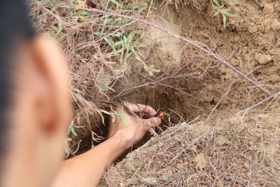 Hà Tĩnh: Săn dế cơm mùa lũ - 4 Hà Tĩnh: Săn dế cơm mùa lũ - 4