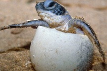 Rùa biển đua nhau lên bờ đẻ 60 triệu quả trứng