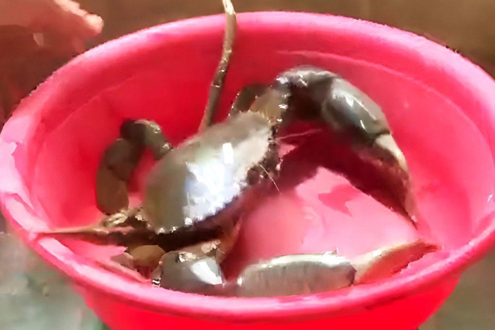 Sóc Trăng: Đặt lú dưới kênh ven biển, người dân bắt được con cua nặng 1,7kg - 1 Sóc Trăng: Đặt lú dưới kênh ven biển, người dân bắt được con cua nặng 1,7kg - 1