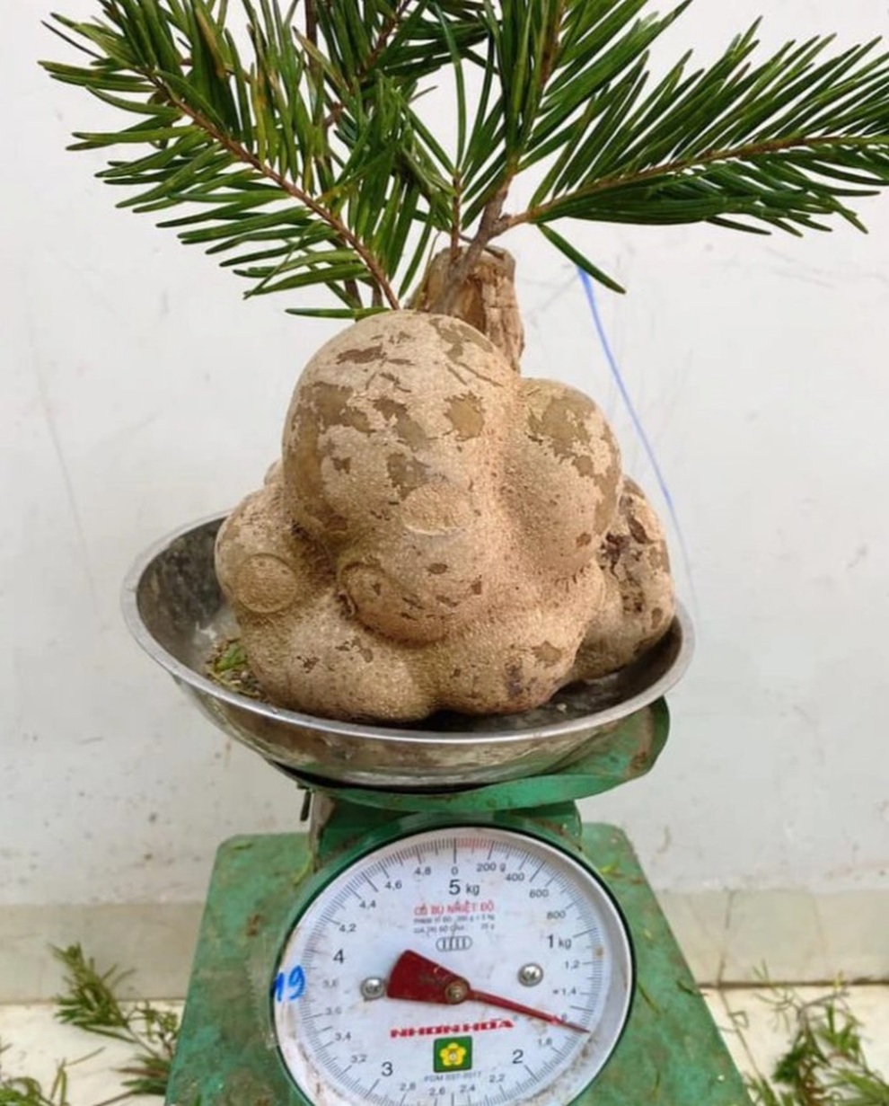 Điểm tên một số loại nấm quý hiếm có ở Việt Nam - 4 Điểm tên một số loại nấm quý hiếm có ở Việt Nam - 4