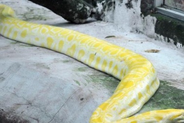 Tận thấy trăn vàng to như “cột đình” giữa Sài Gòn