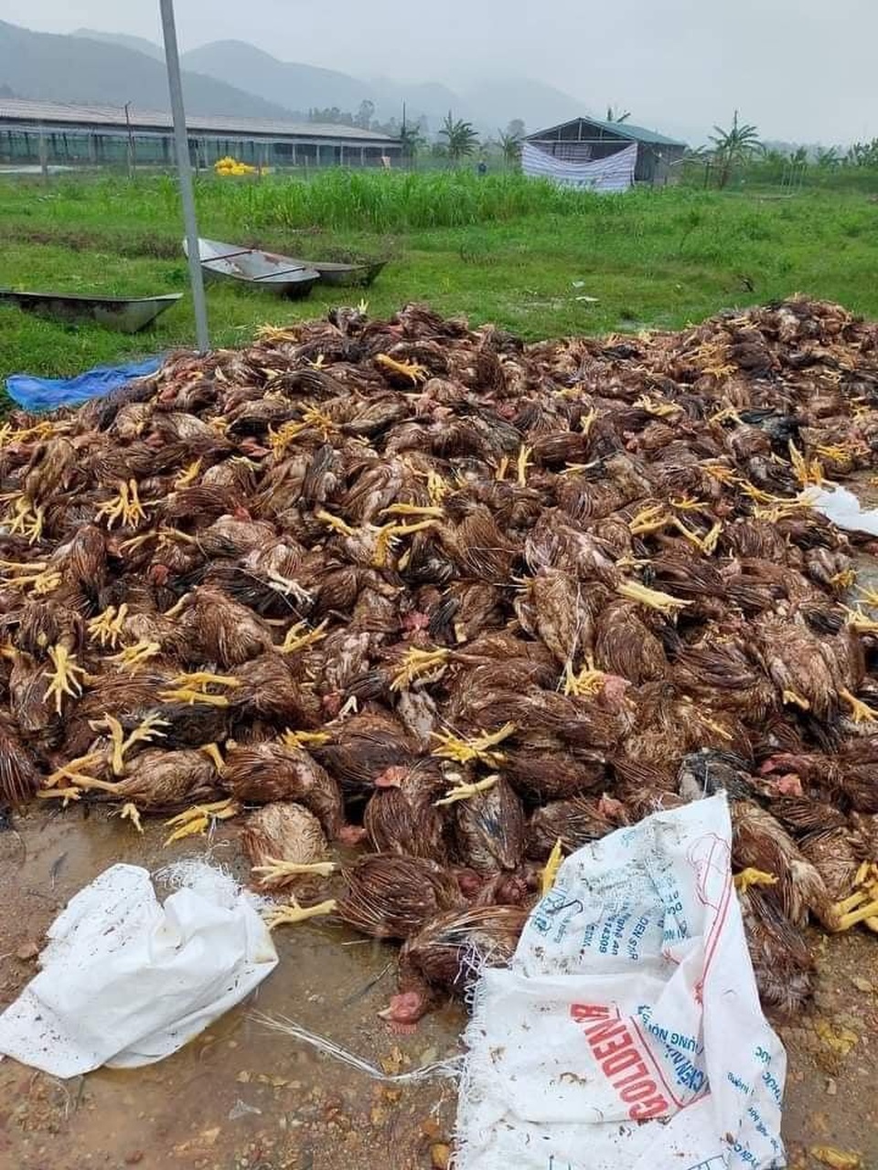 Đàn gà cả vạn con chết trong biển nước, dân trắng tay sau lũ - 6 Đàn gà cả vạn con chết trong biển nước, dân trắng tay sau lũ - 6