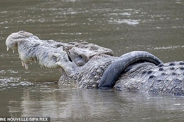 Treo thưởng cho người đủ dũng cảm giải cứu... cá sấu dài 4 mét