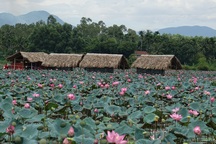 Quảng Ngãi: Kiếm hàng chục triệu đồng từ bán hạt sen cuối mùa