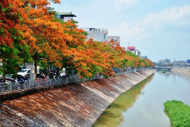 Hà Nội rực rỡ, quyến rũ những sắc hoa tháng Năm vào hạ