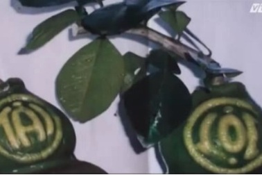 Đột nhập vườn "đúc" bưởi hồ lô khắc chữ Tài Lộc