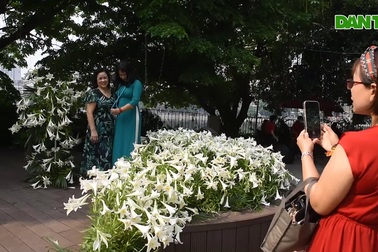 Say đắm sắc trắng tinh khôi của hàng nghìn bông hoa loa kèn ở Hà Nội