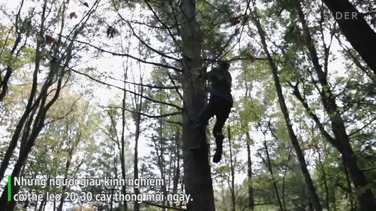 Nông dân "đánh liều" leo cây cao, thu hạt thông giá 2,6 triệu đồng/kg