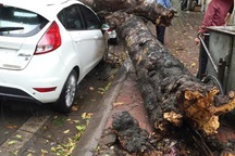 Cây chết khô đổ đè vào ô tô trên đường phố Hà Nội