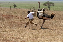 Đố bạn chim đà điểu có biết bơi hay không?