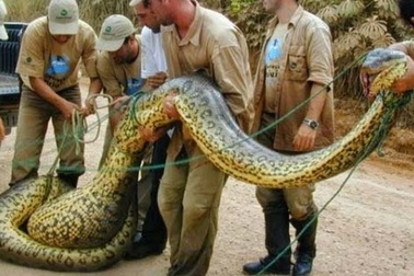 Choáng với 10 loài mãng xà khổng lồ nhất thế giới