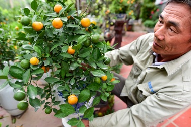 Quất hồ lô "hết thời", giảm giá mạnh vẫn vắng khách