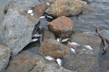 Cá nuôi chết hàng loạt tại vịnh Mân Quang