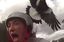 Du khách tử vong vì bị chim trong công viên tấn công